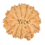13 Mukhi Rudraksha 23.6mm 3.63gm - Rudraksha back