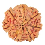 7 Mukhi Rudraksha 26.8mm 6.22gm - Rudraksha back