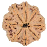 8 Mukhi Rudraksha 29.4mm 7.67gm - Rudraksha back