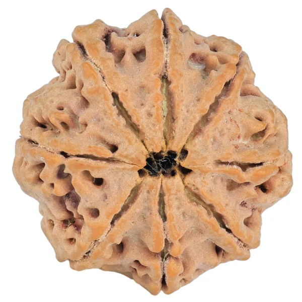 8 Mukhi Rudraksha 29.4mm 7.67gm - Rudraksha back