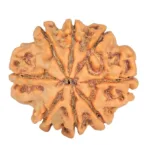 8 Mukhi Rudraksha 20.6mm 2.59gm - Rudraksha back