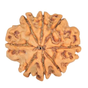 8 Mukhi Rudraksha 20.6mm 2.59gm - Rudraksha back