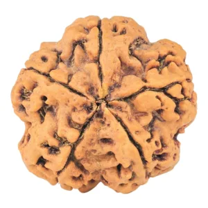 5 Mukhi Rudraksha 31.1mm 9gm - Rudraksha back
