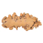 1 Mukhi Rudraksha 19.5mm 0.51gm - Rudraksha back