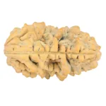 1 Mukhi Rudraksha 34.7mm 6.3gm - Rudraksha back