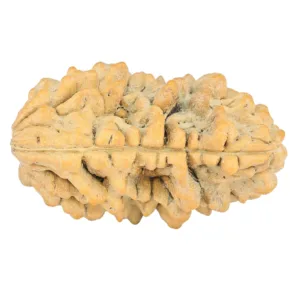 1 Mukhi Rudraksha 34.7mm 6.3gm - Rudraksha back