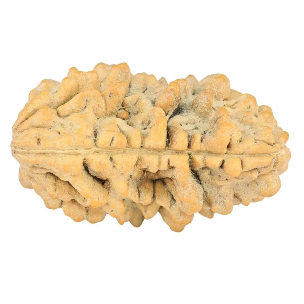 1 Mukhi Rudraksha 34.7mm 6.3gm - Rudraksha back