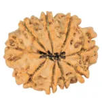 9 Mukhi Rudraksha 23mm 3.16gm - Rudraksha back