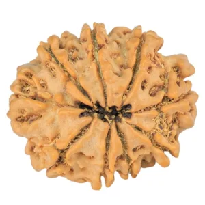 9 Mukhi Rudraksha 23mm 3.16gm - Rudraksha back