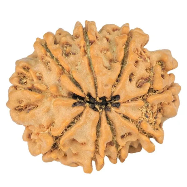 9 Mukhi Rudraksha 23mm 3.16gm - Rudraksha back