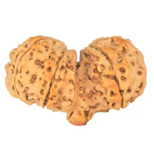 10 Mukhi Mini Trijuti 42.8mm 9.18gm - Rudraksha back
