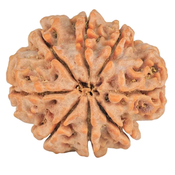 8 Mukhi Rudraksha 28mm 7.06gm - Rudraksha back