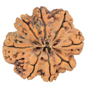 8 Mukhi Rudraksha 29.4mm 5.83gm - Rudraksha back