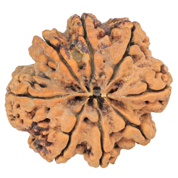 8 Mukhi Rudraksha 29.4mm 5.83gm - Rudraksha back