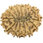 15 Mukhi Rudraksha 24.7mm 2.8gm - Rudraksha back