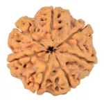 7 Mukhi Rudraksha 25.6mm 5.39gm - Rudraksha back