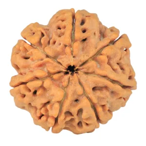 7 Mukhi Rudraksha 25.6mm 5.39gm - Rudraksha back