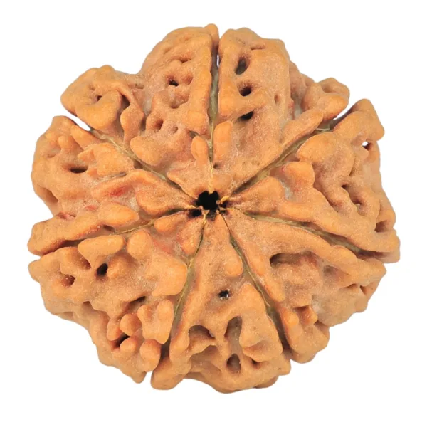 7 Mukhi Rudraksha 25.6mm 5.39gm - Rudraksha back