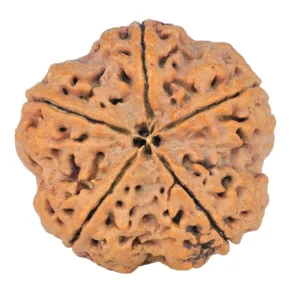 5 Mukhi Rudraksha 30.2mm 6.63gm - Rudraksha back