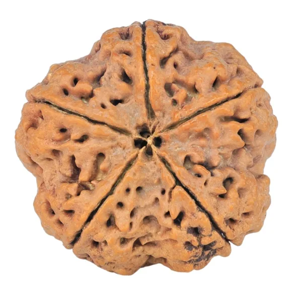 5 Mukhi Rudraksha 30.2mm 6.63gm - Rudraksha back