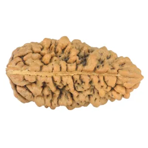 1 Mukhi Rudraksha 33mm 4.68gm - Rudraksha back