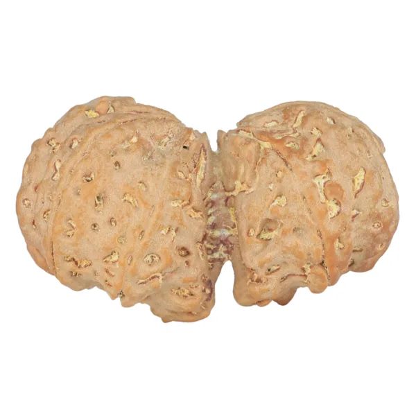 9 MK Gaurishankar 42.2mm 10gm - Rudraksha back