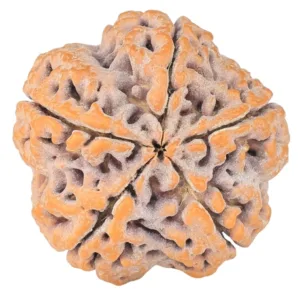 5 Mukhi Rudraksha 29.7mm 7.89gm - Rudraksha back