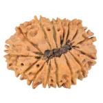 15 Mukhi Rudraksha 23.8mm 2.32gm - Rudraksha back