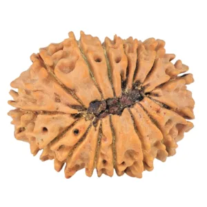 15 Mukhi Rudraksha 23.8mm 2.32gm - Rudraksha back