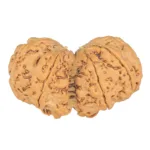 9 MK Gaurishankar 39.5mm 8.67gm - Rudraksha back