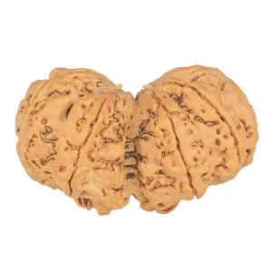 9 MK Gaurishankar 39.5mm 8.67gm - Rudraksha back