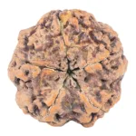 5 Mukhi Rudraksha 31.5mm 8.72gm - Rudraksha back