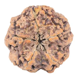 5 Mukhi Rudraksha 31.5mm 8.72gm - Rudraksha back