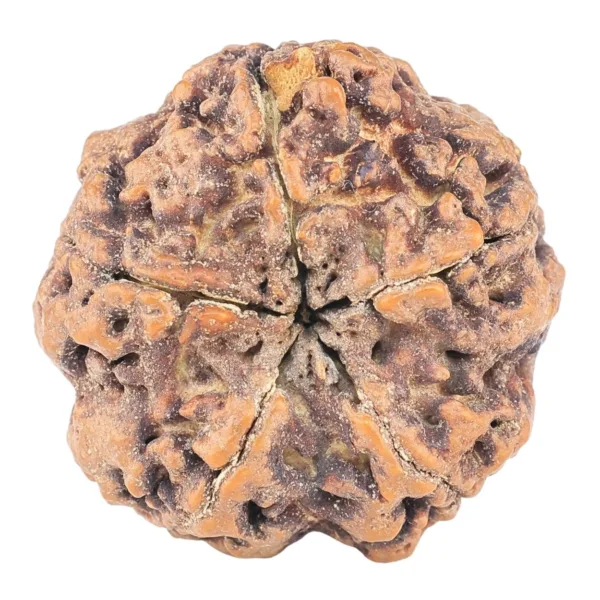 5 Mukhi Rudraksha 31.5mm 8.72gm - Rudraksha back