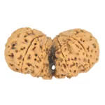 9 MK Gaurishankar 43.6mm 10gm - Rudraksha back