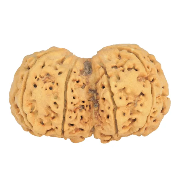 9 MK Gaurishankar 42.6mm 10gm - Rudraksha back