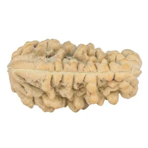 1 Mukhi Rudraksha 34.4mm 6.29gm - Rudraksha back
