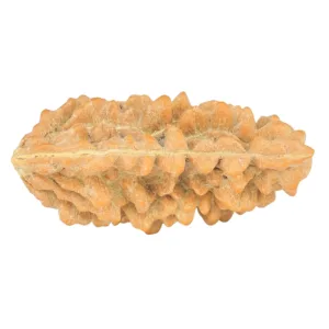 1 Mukhi Rudraksha 34.4mm 3.85gm - Rudraksha back
