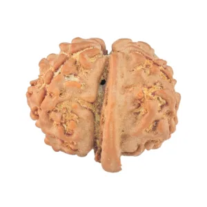 4 Mukhi G.S & Ganesh 19.5mm 2.08gm - Rudraksha back