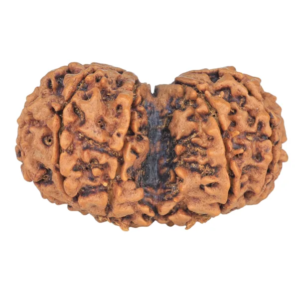 10 Mk Gaurishankar 36.1mm 6.25gm - Rudraksha back