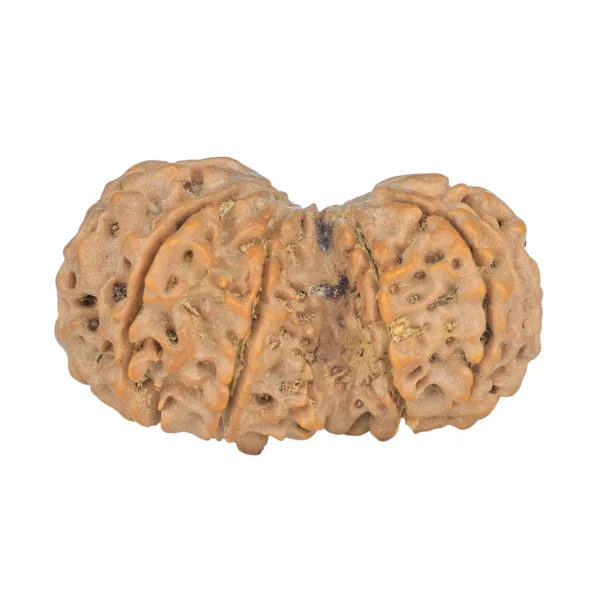 10 Mk Gaurishankar 40.1mm 8.13gm - Rudraksha back