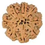 8 Mukhi Rudraksha 27.8mm 5.61gm - Rudraksha back