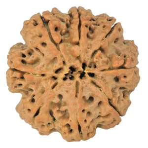 8 Mukhi Rudraksha 27.8mm 5.61gm - Rudraksha back