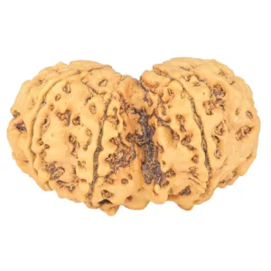 9 MK Gaurishankar 34.4mm 5.3gm - Rudraksha back