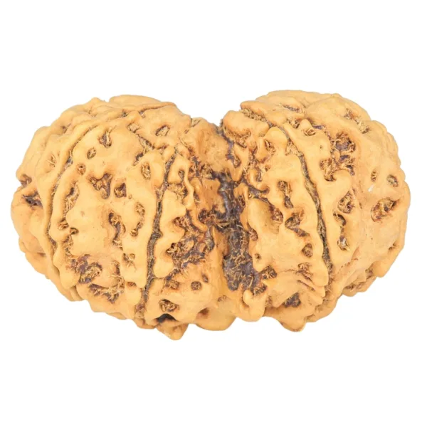 9 MK Gaurishankar 34.4mm 5.3gm - Rudraksha back