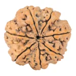 7 Mukhi Rudraksha 28mm 6.5gm - Rudraksha back