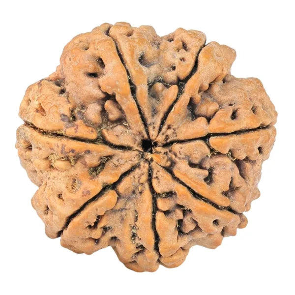 7 Mukhi Rudraksha 28mm 6.5gm - Rudraksha back