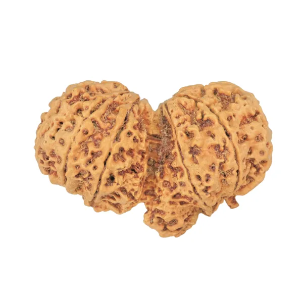 10 Mk Gaurishankar 42.4mm 8.24gm - Rudraksha back