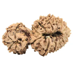 18 Mukhi Gaurishankar 38.5mm 5.49gm - Rudraksha back