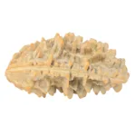1 Mukhi Rudraksha 39.2mm 6.58gm - Rudraksha back